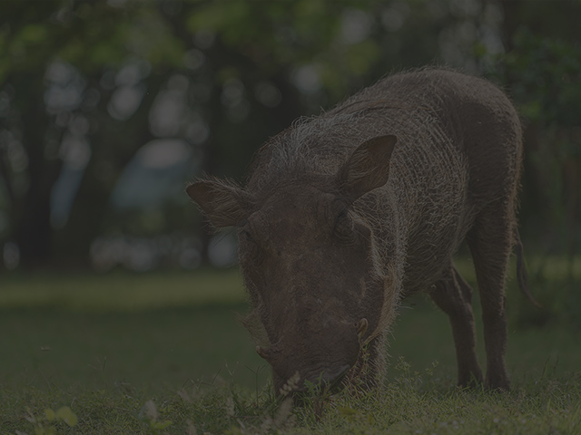 有害動物最終処理装置 NGL-4000L